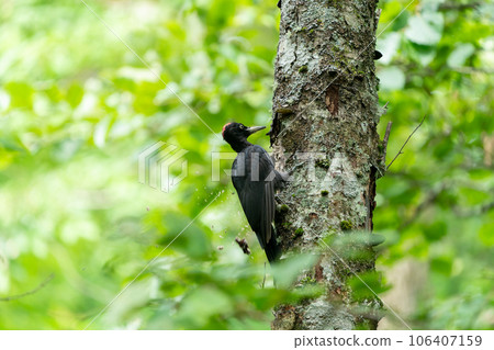 一隻雌性黑啄木鳥棲息在一棵樹上,背景是新鮮的綠色植物 一隻雌性黑啄木鳥棲息在一棵樹上,背景是新鮮的綠色植物 106407159