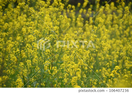 Canola flowers in full bloom Canola flowers in full bloom 106407236