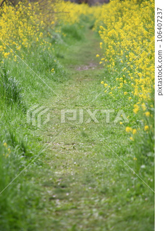 Canola flowers in full bloom Canola flowers in full bloom 106407237