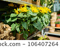 Close-up of shelf with pots of decorative yellow sunflowers in flower shop 106407264