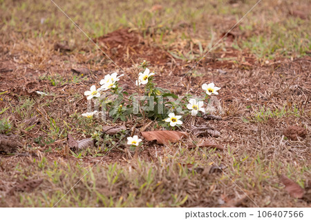 Cuban Buttercup Flowering Plant 106407566