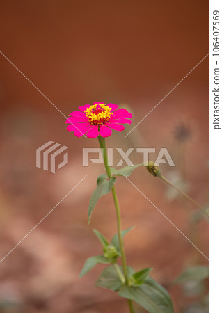 Elegant Zinnia Flower 106407569
