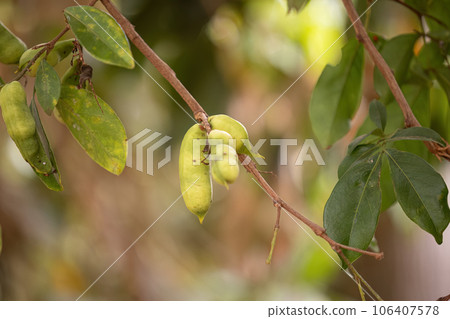 fruits of the tree called inga fruits of the tree called inga 106407578
