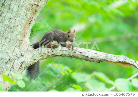 A squirrel perched on a tree branch in the forest A squirrel perched on a tree branch in the forest 106407579