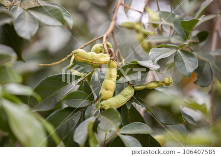 fruits of the tree called inga fruits of the tree called inga 106407585