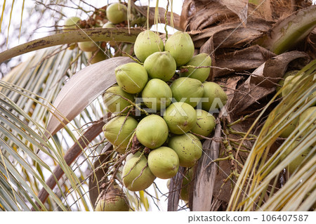 Coconut Palm Tree Coconut Palm Tree 106407587