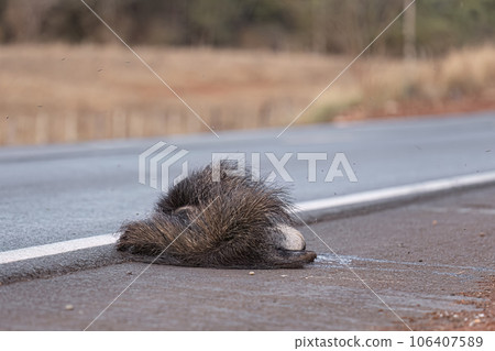 Giant anteater run over 106407589