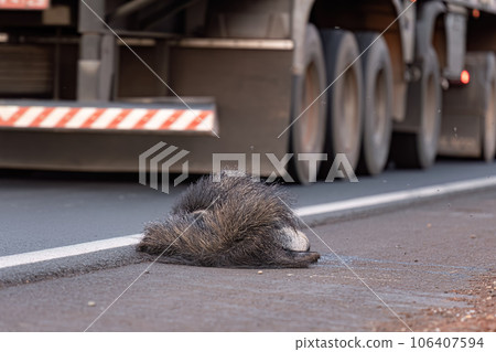 Giant anteater run over Giant anteater run over 106407594