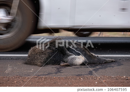 Giant anteater run over Giant anteater run over 106407595