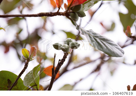 Sea Almond Tree 106407619