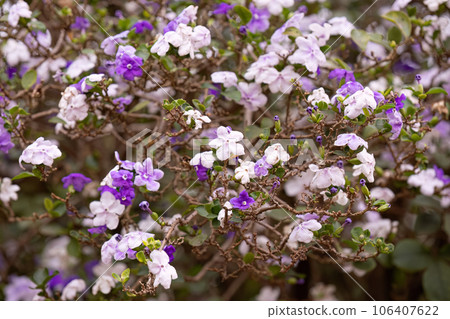 Brazil Raintree Plant 106407622