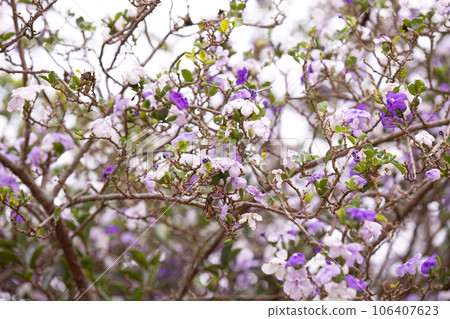 Brazil Raintree Plant 106407623