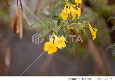 Yellow Trumpet Flower Tree Yellow Trumpet Flower Tree 106407626