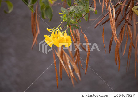Yellow Trumpet Flower Tree Yellow Trumpet Flower Tree 106407627