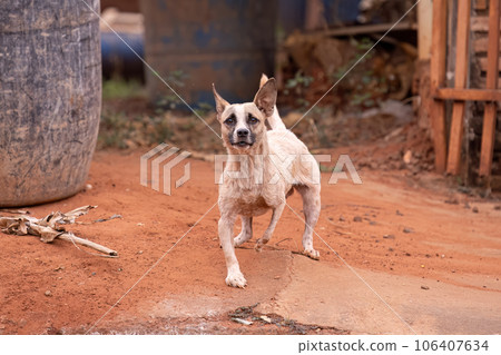 animal mammal dog in the street animal mammal dog in the street 106407634