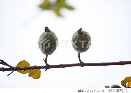 Small Guavas Fruit Small Guavas Fruit 106407641