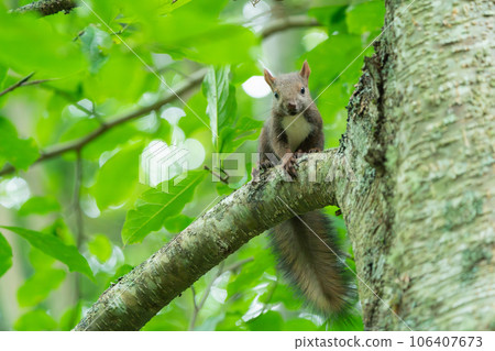 A baby Ezo squirrel perched on a tree branch 106407673