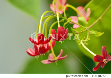 Silks flowers 106407860