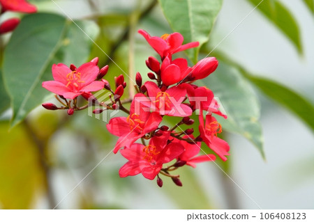 Takin kakura's flower 106408123