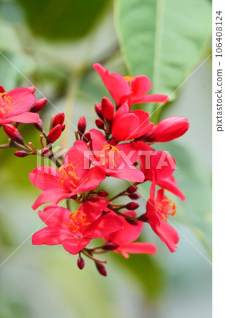 Takin kakura's flower 106408124