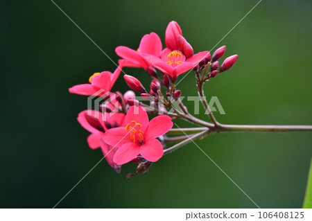 Takin kakura's flower 106408125