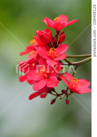 羚牛kakura的花 106408128