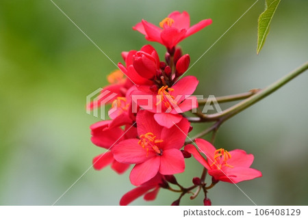 羚牛kakura的花 106408129