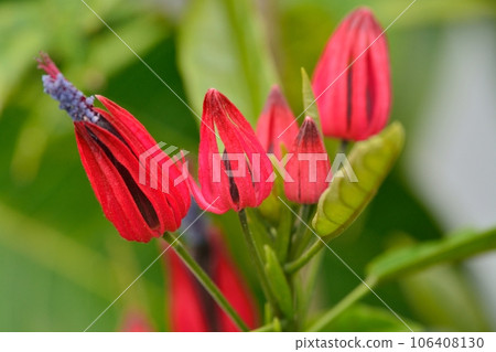 羚牛kakura的花 106408130