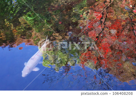 Autumn Ogikubo Otaguro Park Fantastic white colored carp swimming in the blue pond reflecting the autumn leaves 106408208