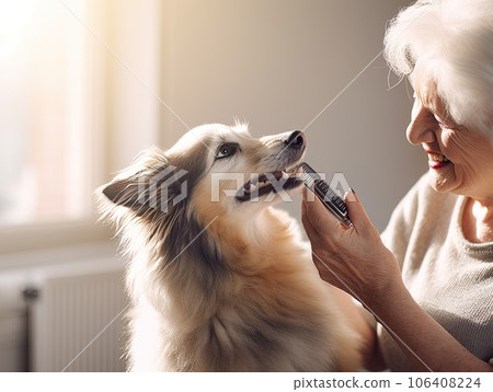 Elderly senior woman brushing a dog with comb brush at home Elderly senior woman brushing a dog with comb brush at home 106408224