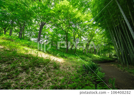 國分寺殿谷戶庭園的新綠竹林 國分寺殿谷戶庭園的新綠竹林 106408282