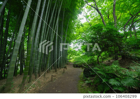 Fresh green bamboo grove in Tonogayato garden of Kokubunji Fresh green bamboo grove in Tonogayato garden of Kokubunji 106408299