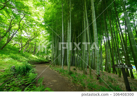 Fresh green bamboo grove in Tonogayato garden of Kokubunji Fresh green bamboo grove in Tonogayato garden of Kokubunji 106408300