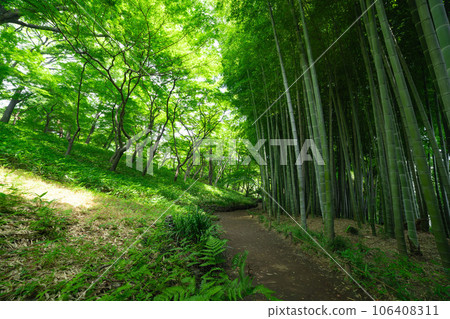 國分寺殿谷戶庭園的新綠竹林 國分寺殿谷戶庭園的新綠竹林 106408311