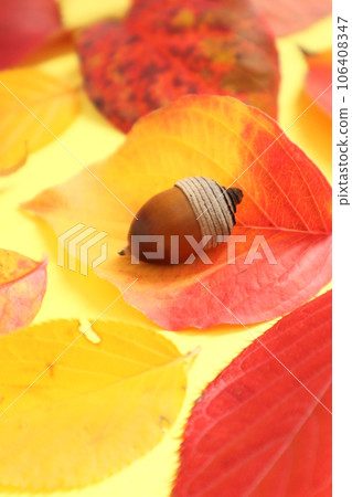 橡子和秋天的落葉 橡子和秋天的落葉 106408347