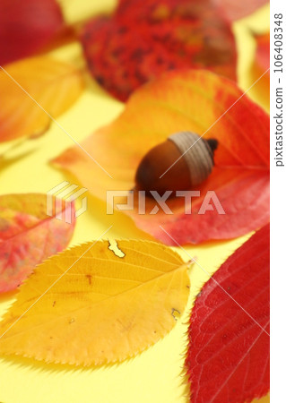 Acorns and autumn leaves Acorns and autumn leaves 106408348