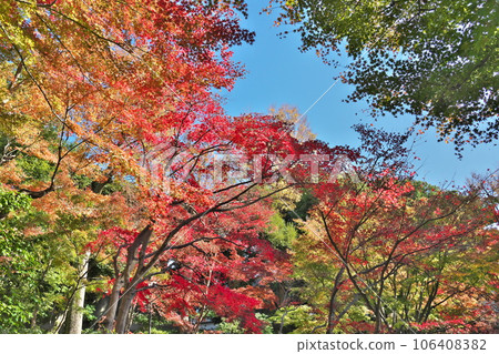 秋天的荻窪 大田黑公園鮮豔的秋葉映襯著藍天 106408382