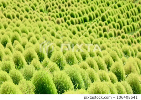 藍色地膚子 106408641