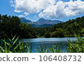Swamp, lush nature 106408732