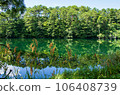 swamp surrounded by greenery 106408739
