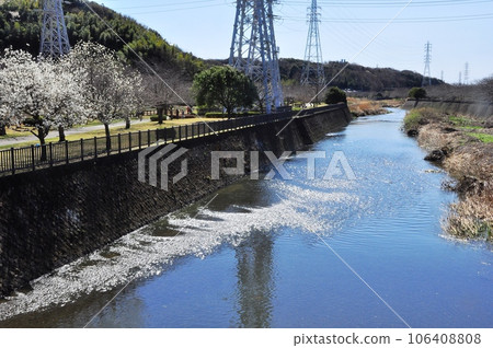 藤澤市引河和盛開的梅花 106408808