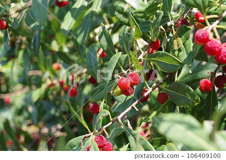 Bayberry fruit on a branch 106409100
