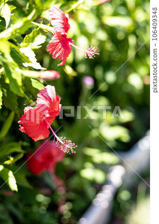 Red hibiscus flower 106409348