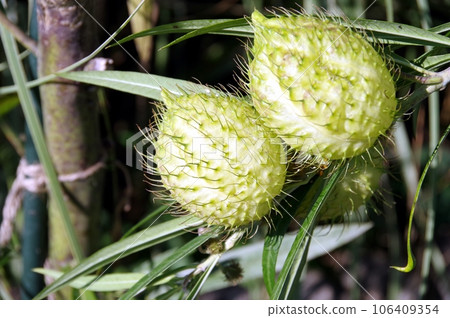 Spiny milkweed fruit Spiny milkweed fruit 106409354