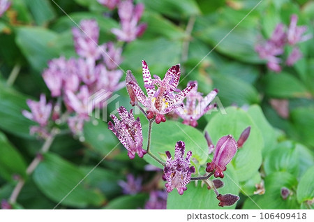 Hototogisu花 106409418