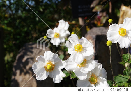 白淑菊 白淑菊 106409426