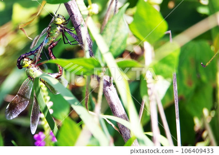 Grass mark dragonfly 106409433
