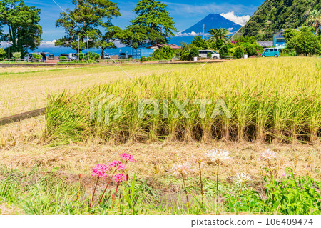 (靜岡縣)開始收割水稻的西伊豆井田和富士山 (靜岡縣)開始收割水稻的西伊豆井田和富士山 106409474