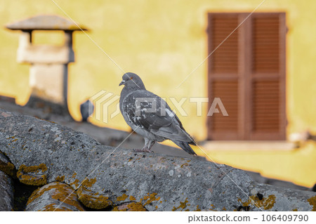 Rock dove, rock pigeon or indian pigeon, member of the bird family Columbidae. White dove sitting near the lake in winter time Rock dove, rock pigeon or indian pigeon, member of the bird family Columbidae. White dove sitting near the lake in winter time 106409790
