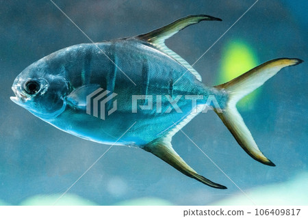 Trachinotus blochii or snubnose pompano. Pompanos are marine fishes in the genus Trachinotus 106409817